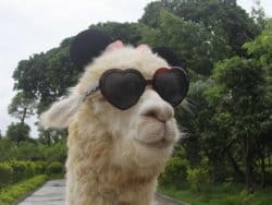 llama with sunglasses
